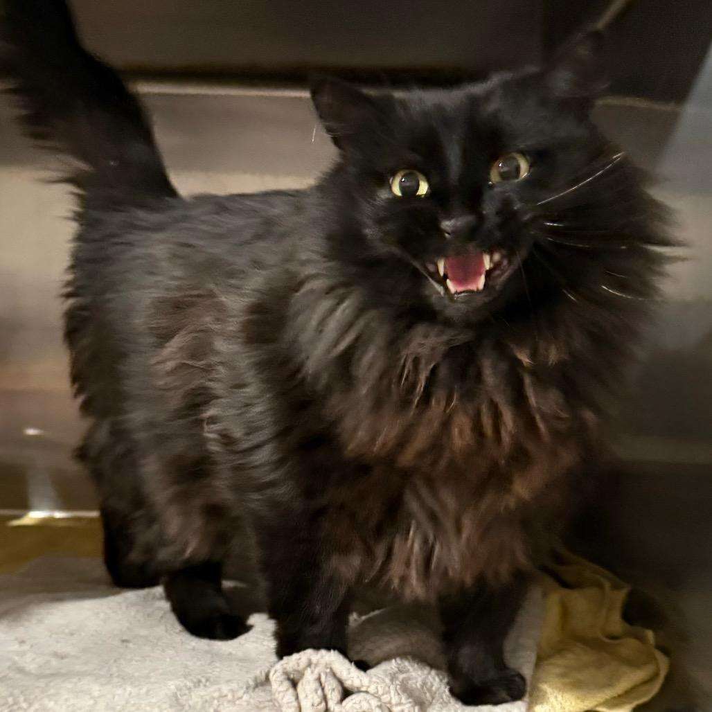 Enlarge Toasty, a Adoptable Domestic Long Hair in Cedaredge, CO image 5/6