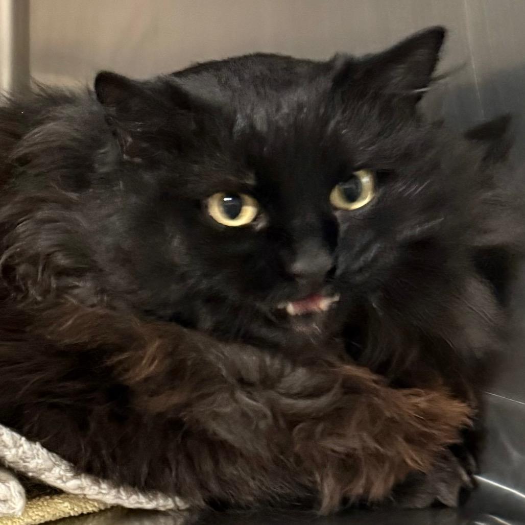 Enlarge Toasty, a Adoptable Domestic Long Hair in Cedaredge, CO image 6/6