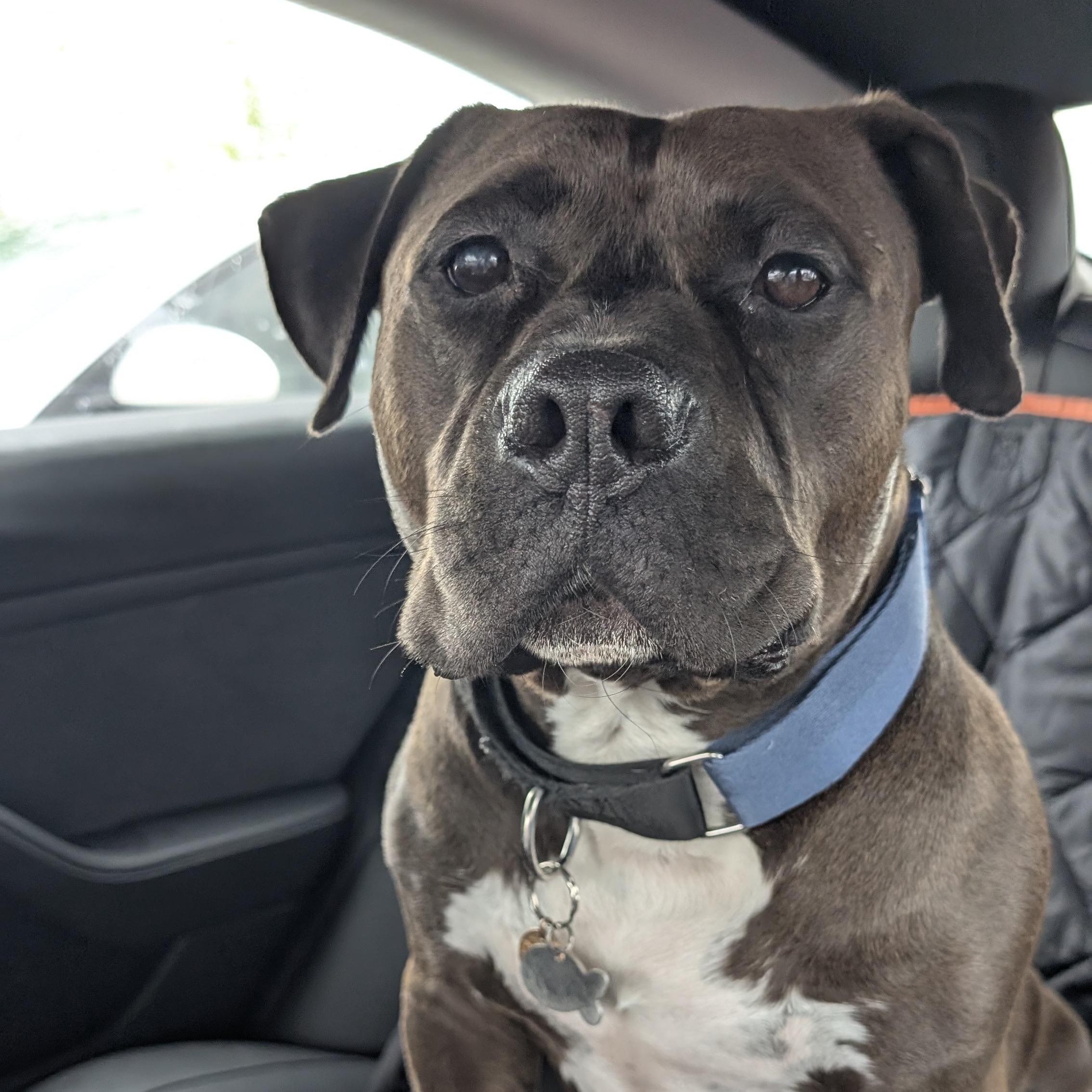 Dr. Wiggles, a Adoptable Mixed Breed in Georgetown, TX image 6/6