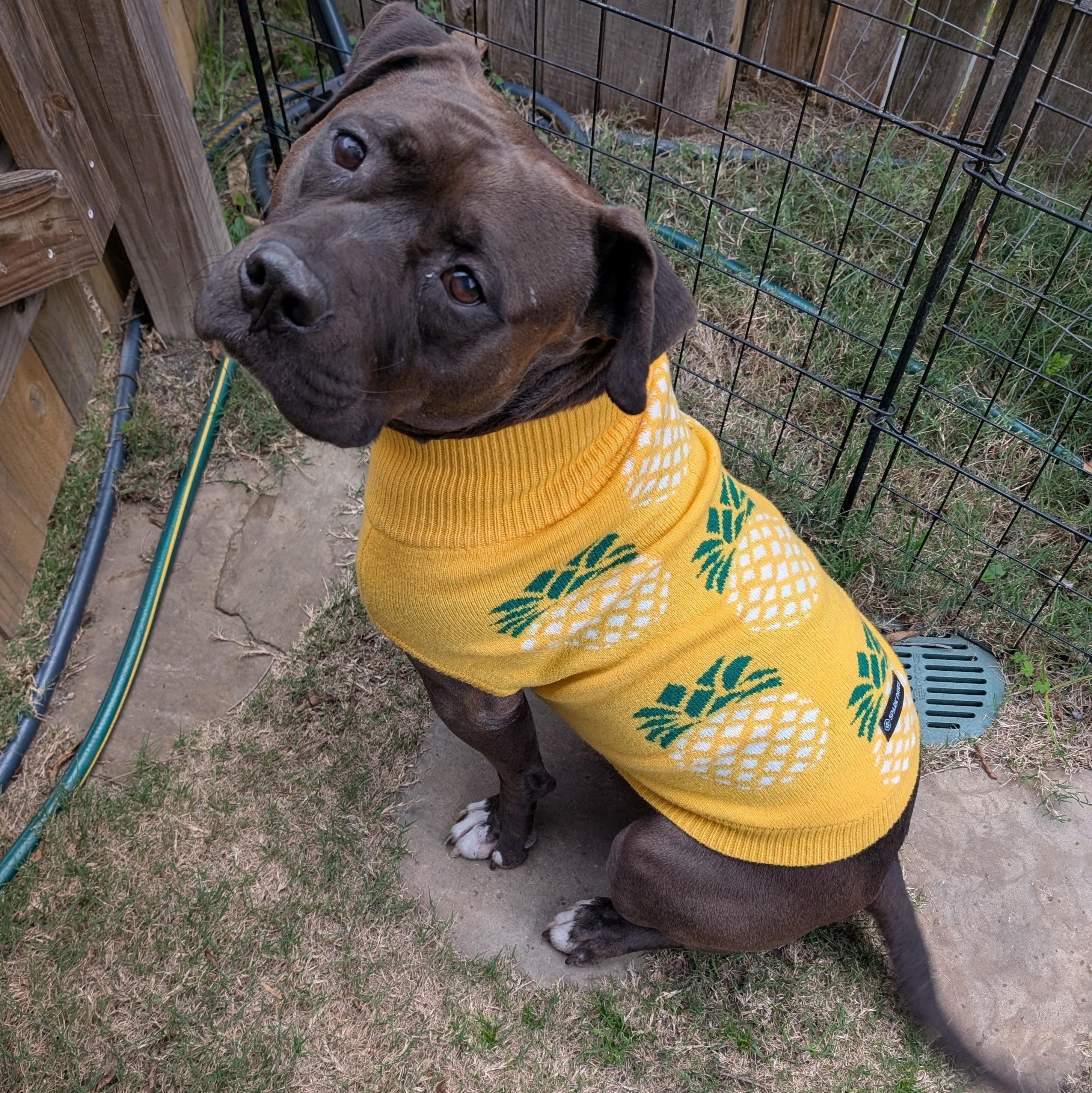 Dr. Wiggles, a Adoptable Mixed Breed in Georgetown, TX image 5/6