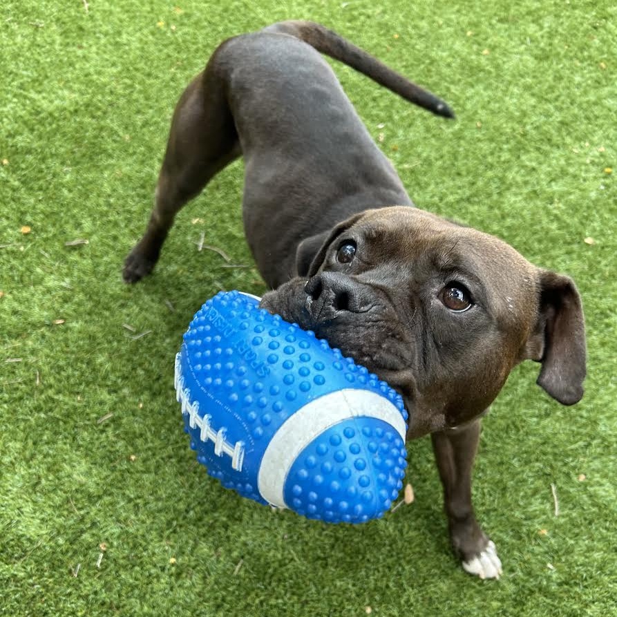 Dr. Wiggles, a Adoptable Mixed Breed in Georgetown, TX image 1/6