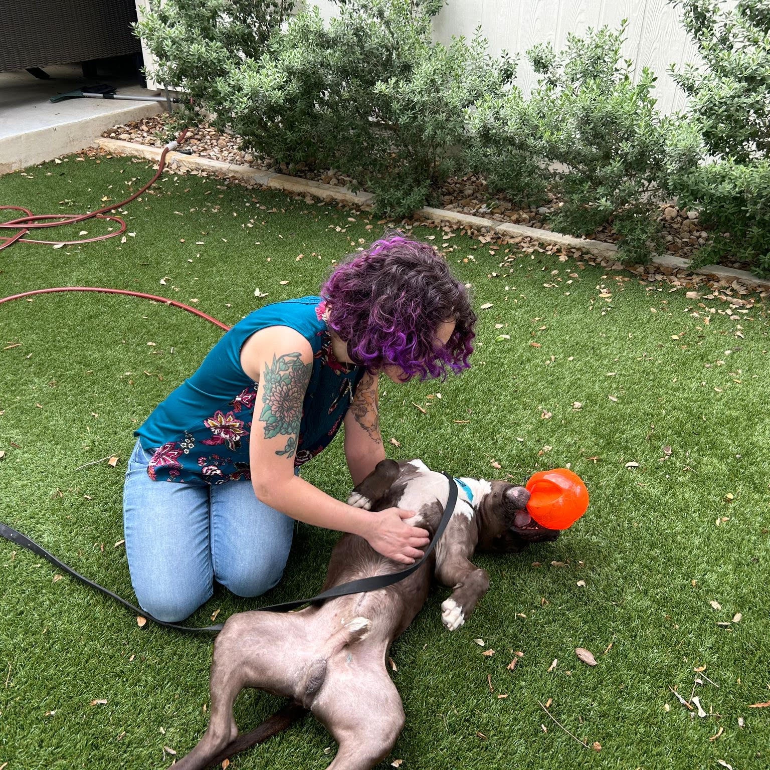 Dr. Wiggles, a Adoptable Mixed Breed in Georgetown, TX image 6/6