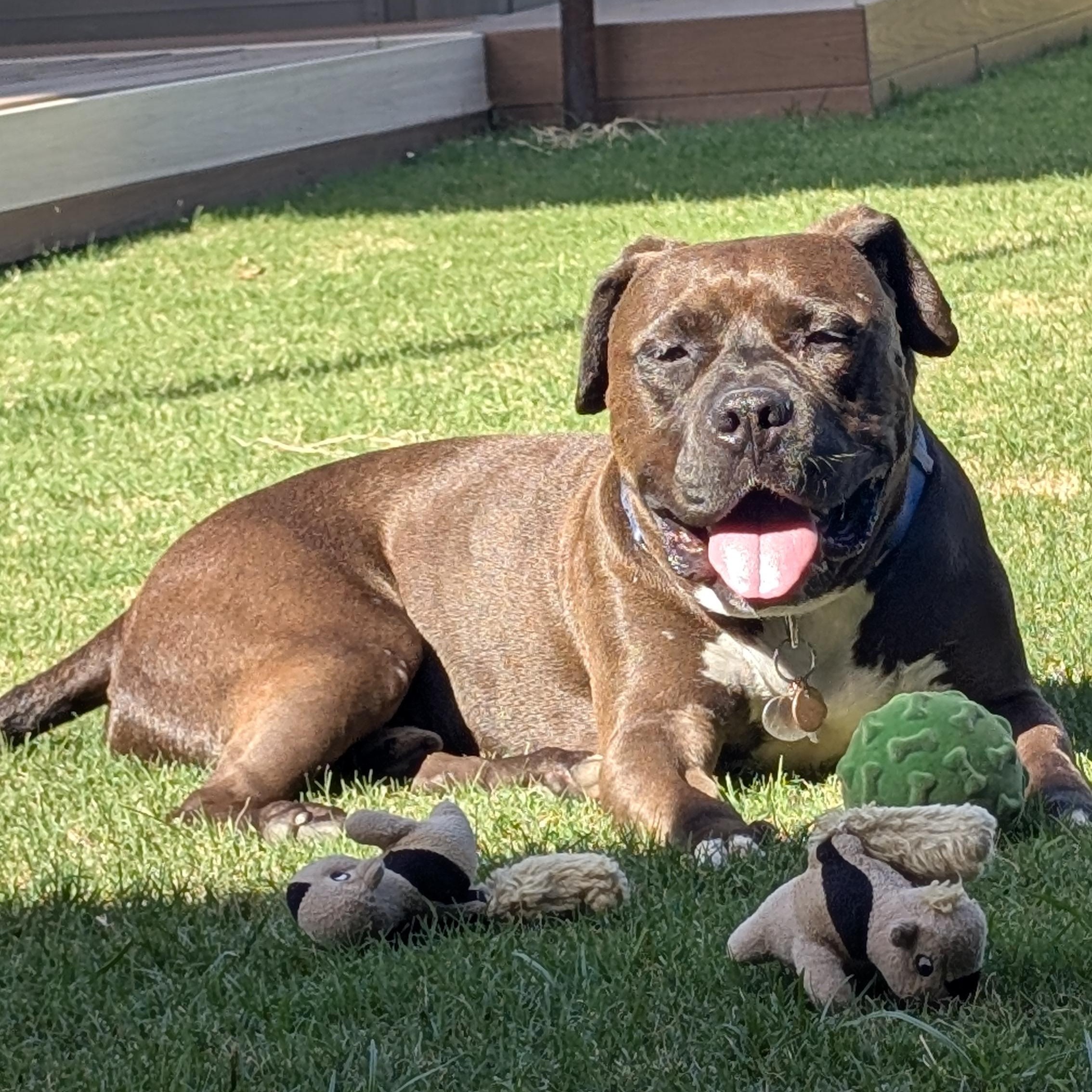 Dr. Wiggles, a Adoptable Mixed Breed in Georgetown, TX image 1/6