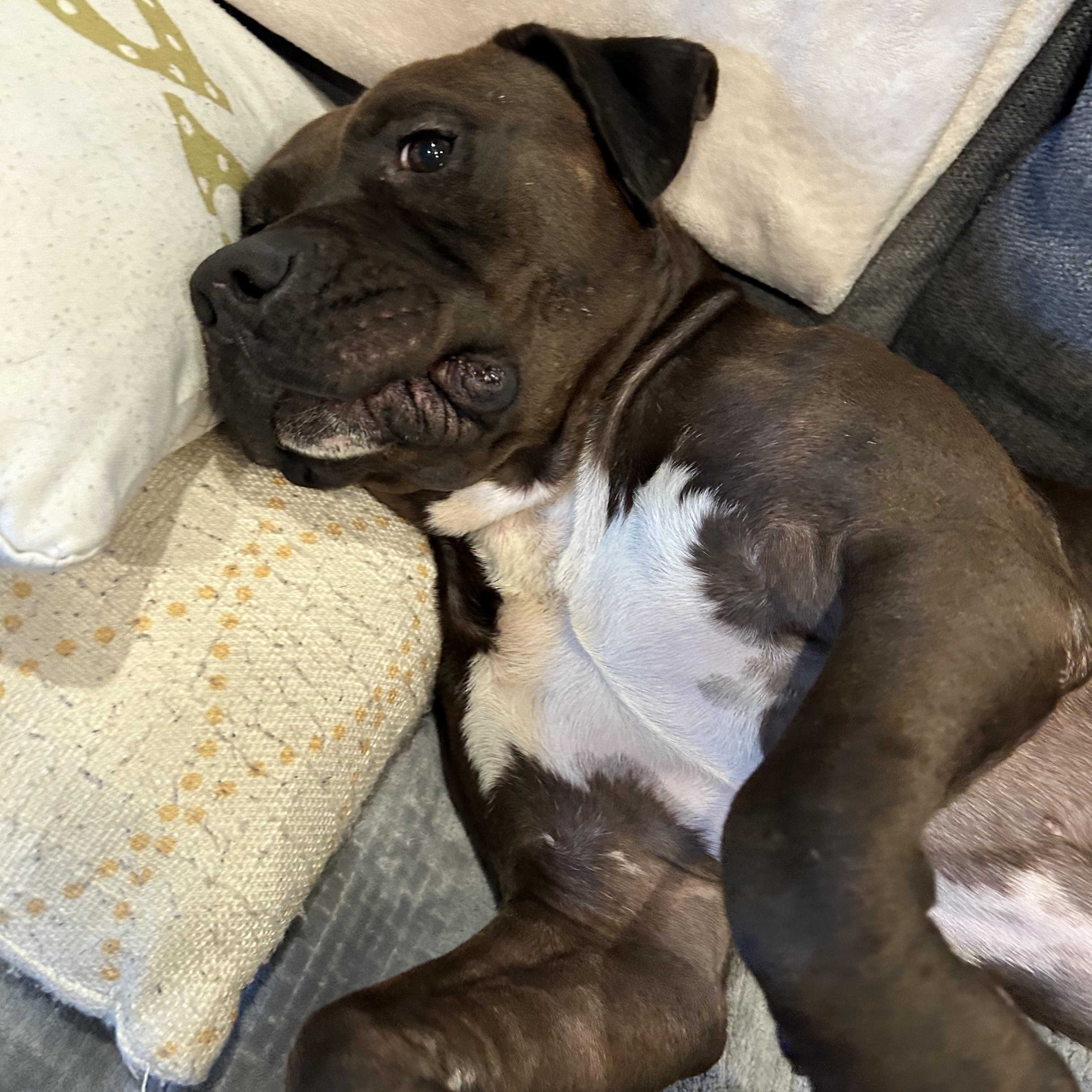 Dr. Wiggles, a Adoptable Mixed Breed in Georgetown, TX image 4/6