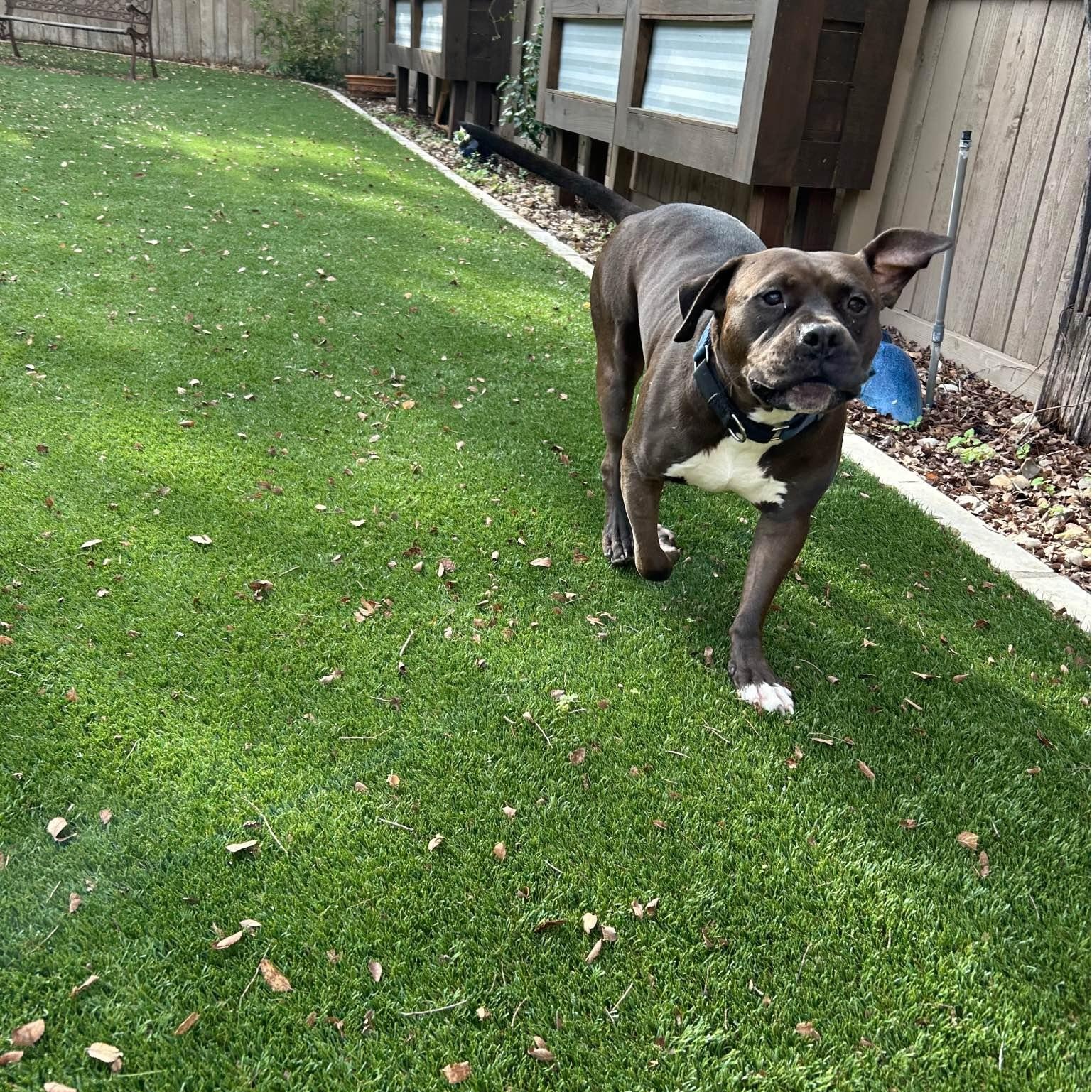 Dr. Wiggles, a Adoptable Mixed Breed in Georgetown, TX image 2/6