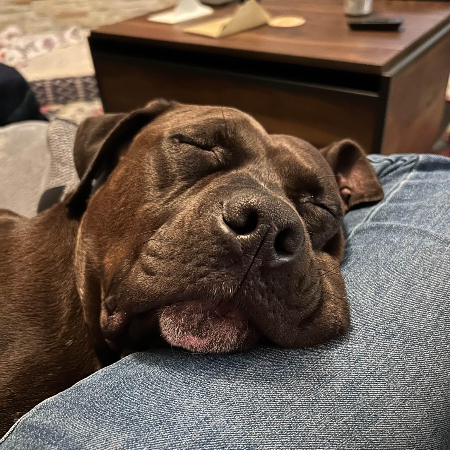 Dr. Wiggles, a Adoptable Mixed Breed in Georgetown, TX image 3/6