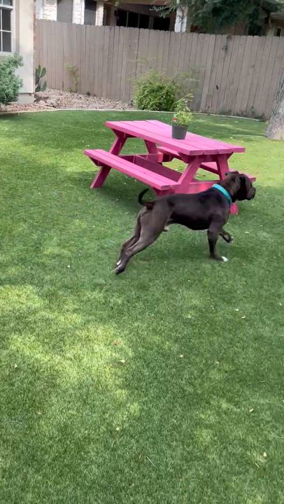 Enlarge Dr. Wiggles, a Adoptable Mixed Breed in Georgetown, TX video 5/6