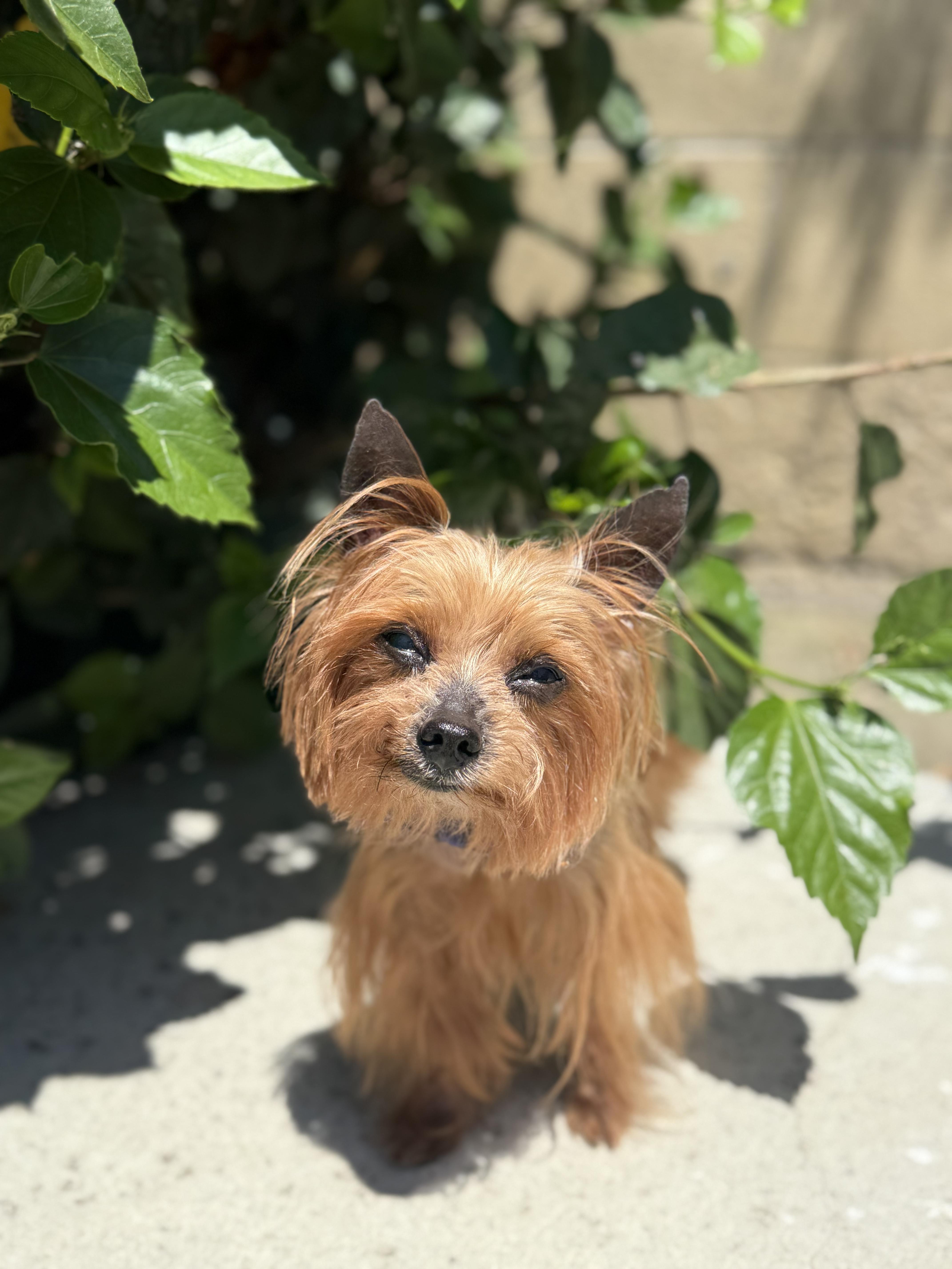Max, an adopted Yorkshire Terrier in Corona Del Mar, CA image 2/3