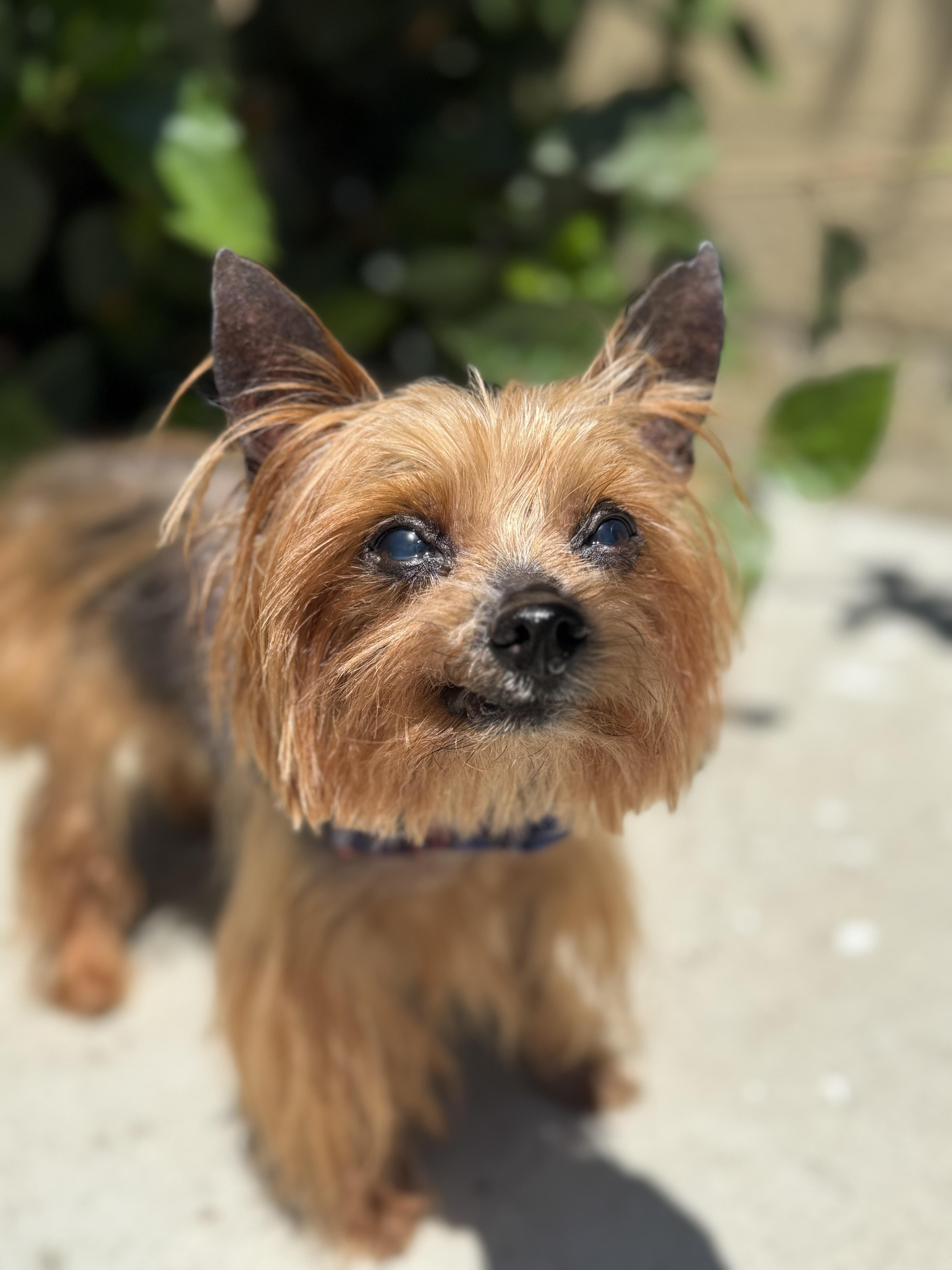 Max, adopted, Senior Male Yorkshire Terrier.