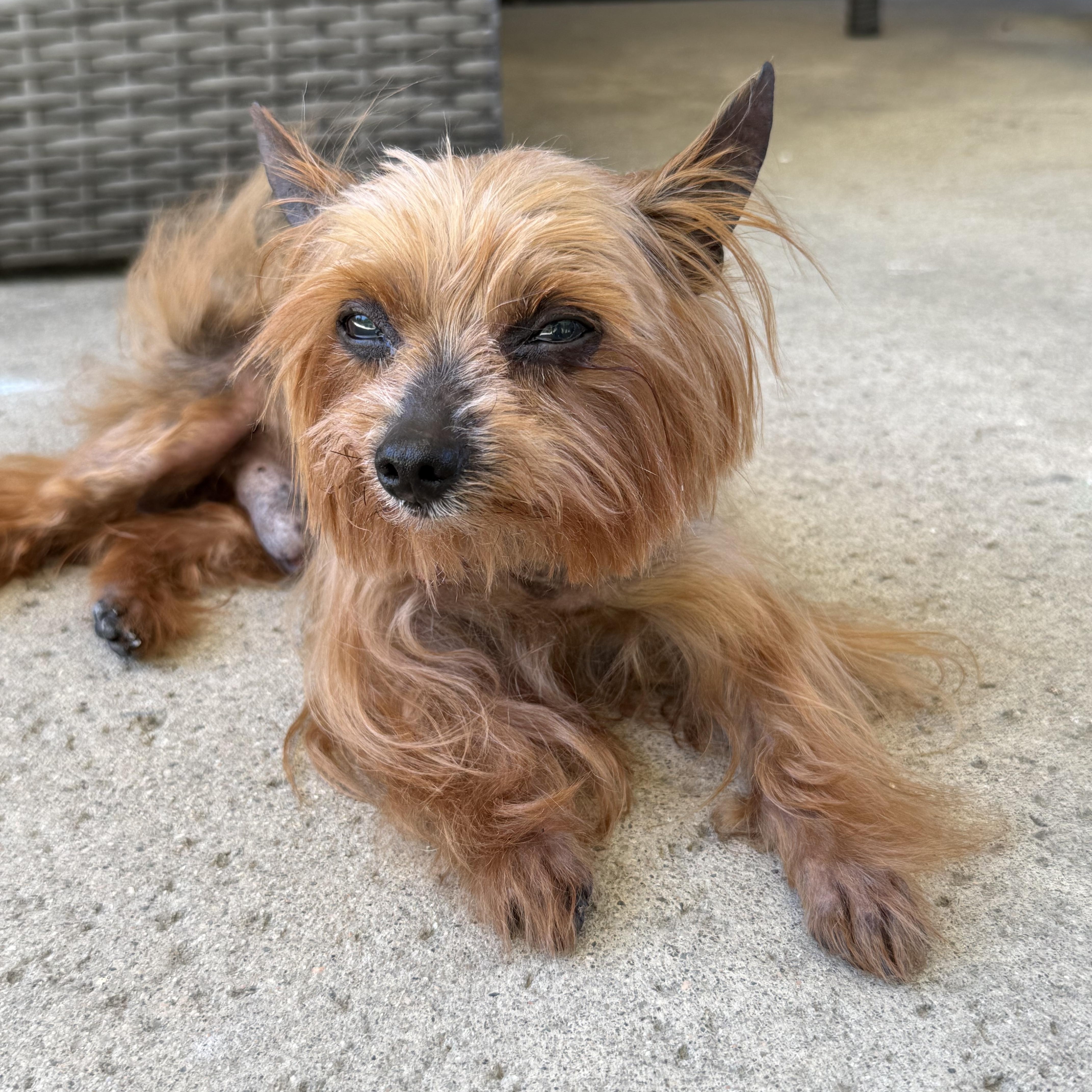 Max, an adopted Yorkshire Terrier in Corona Del Mar, CA image 3/3