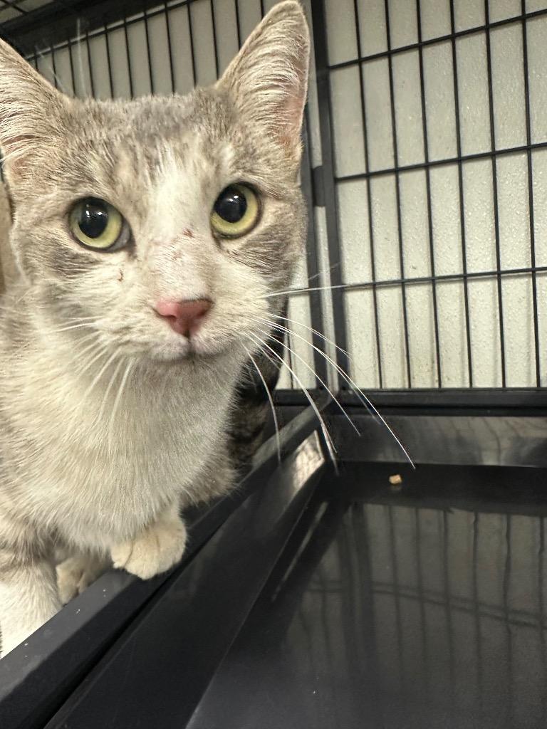 Pippa, Adoptable, Adult Female Domestic Short Hair.