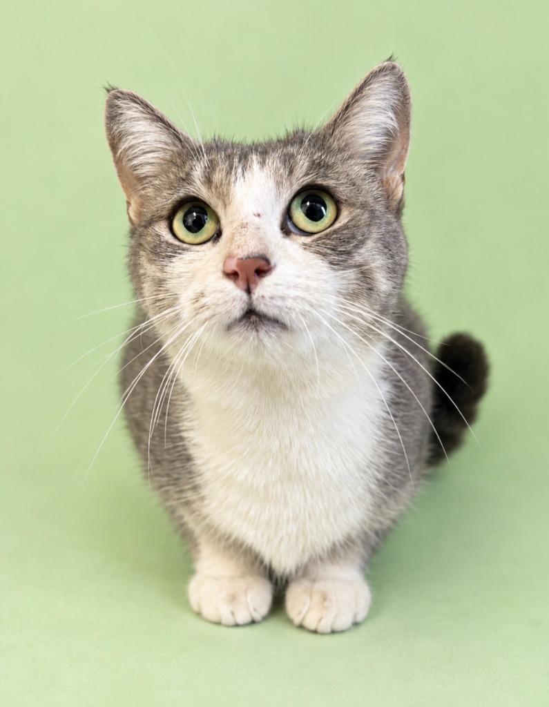 Enlarge Pippa, a Adoptable mixed breed in Rock Springs, WY image 2/2
