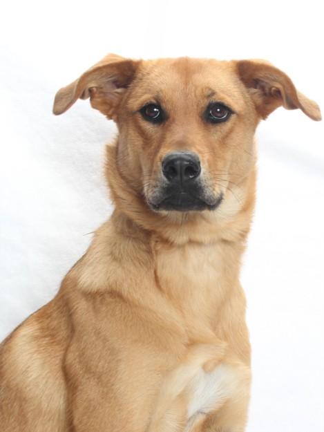Enlarge BARBIE, a Adoptable Labrador Retriever in Burbank, CA image 1/1