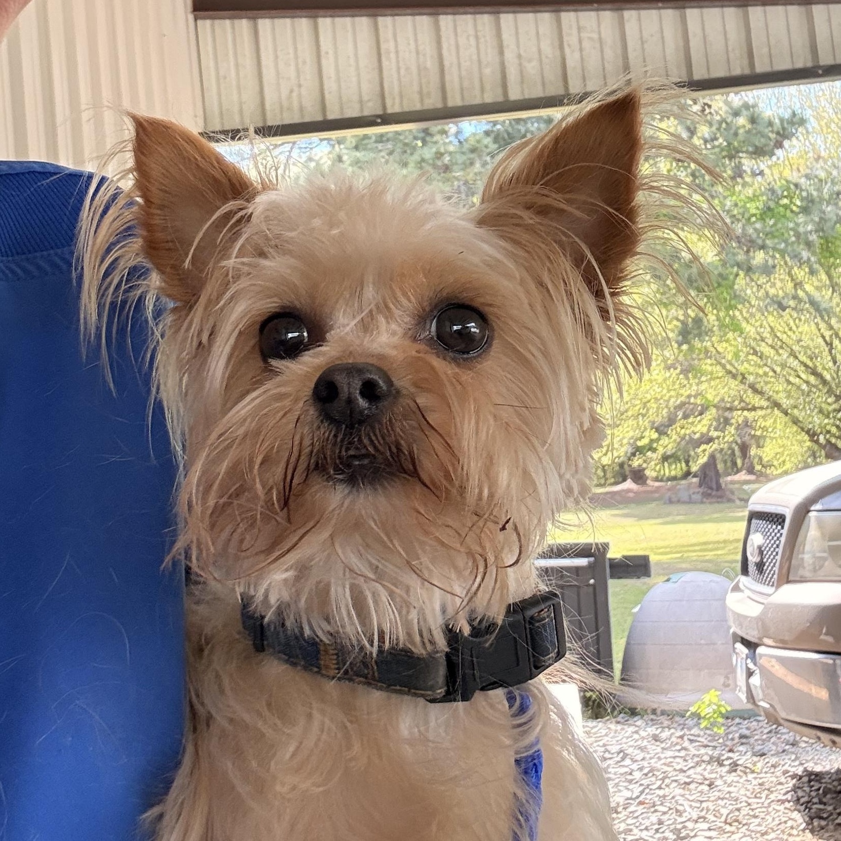 Enlarge Harper, a ADOPTABLE mixed breed in Texarkana, TX image 1/5