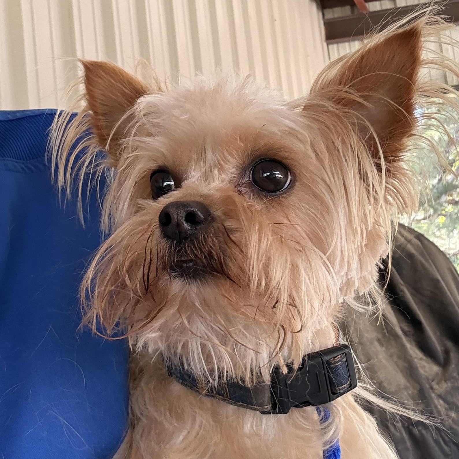 Enlarge Harper, a ADOPTABLE mixed breed in Texarkana, TX image 2/5