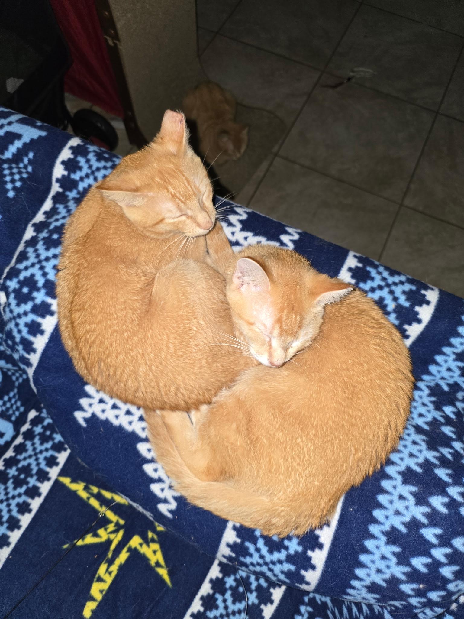 Enlarge Hobbes & Garfield, a Adoptable Domestic Short Hair in Tampa, FL image 4/6