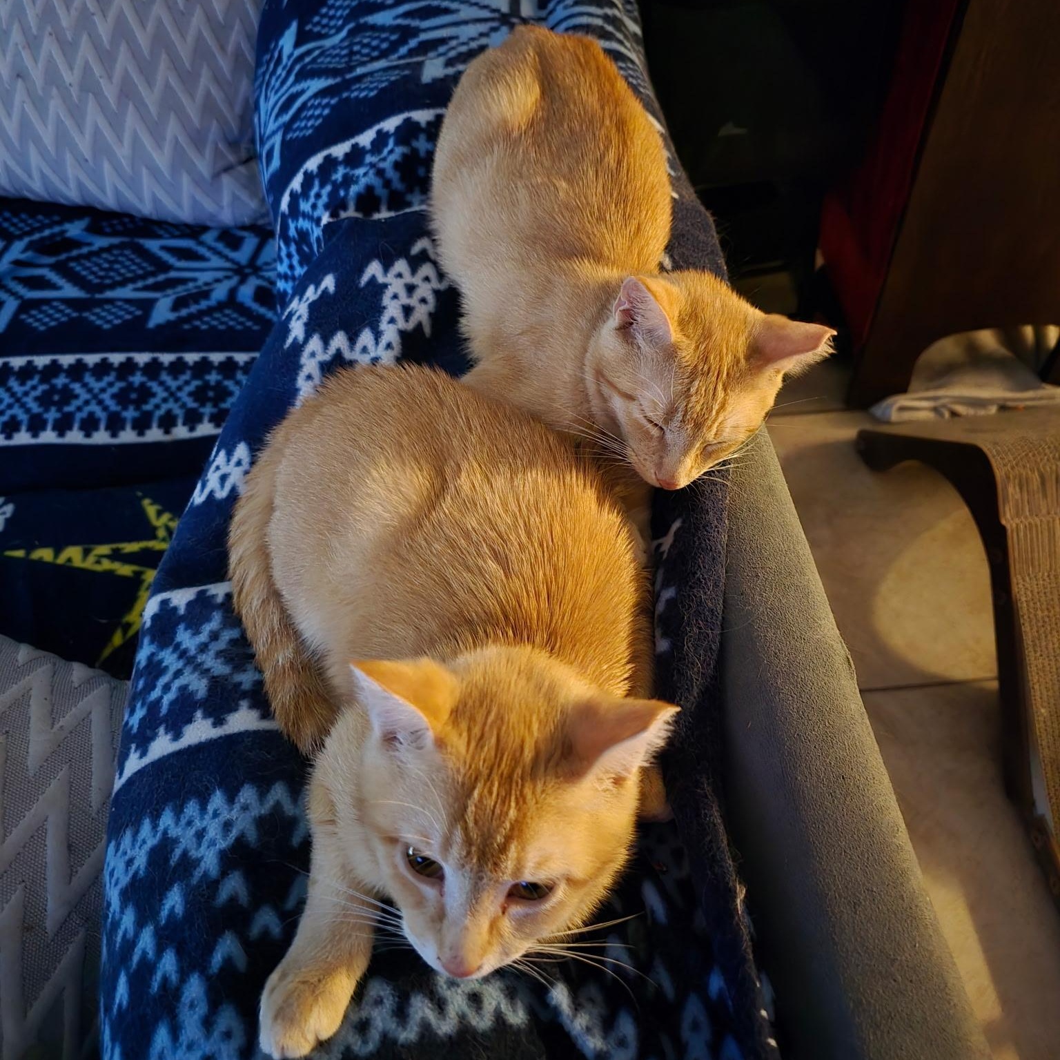 Enlarge Hobbes & Garfield, a Adoptable Domestic Short Hair in Tampa, FL image 3/6