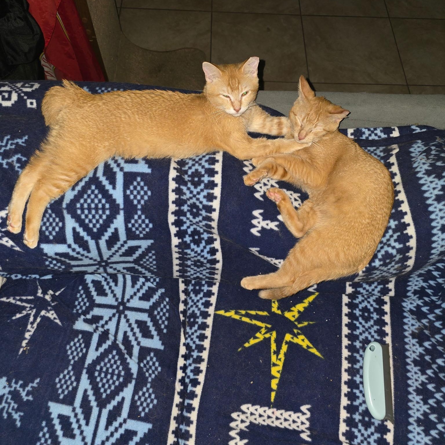 Enlarge Hobbes & Garfield, a Adoptable Domestic Short Hair in Tampa, FL image 5/6