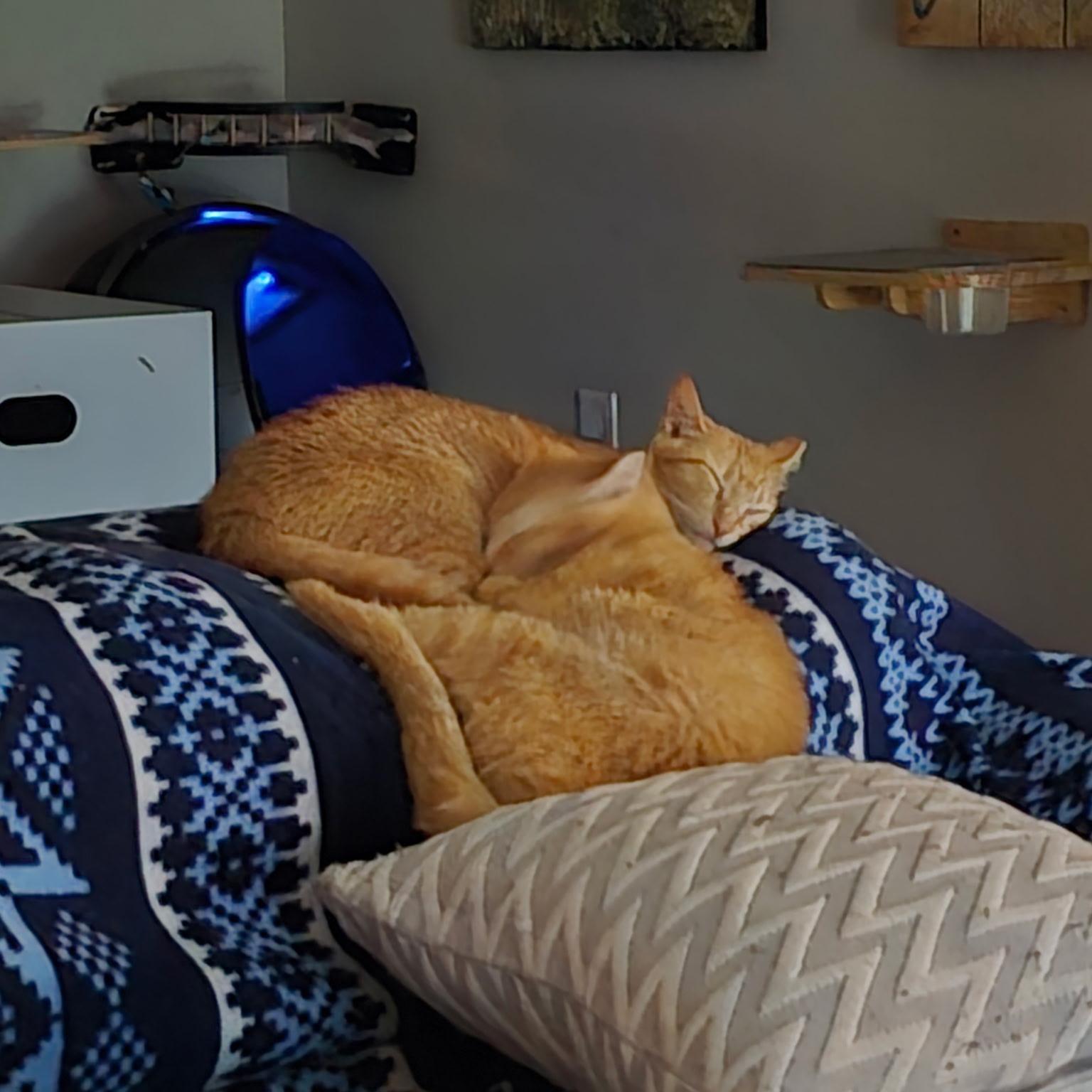 Enlarge Hobbes & Garfield, a Adoptable Domestic Short Hair in Tampa, FL image 6/6