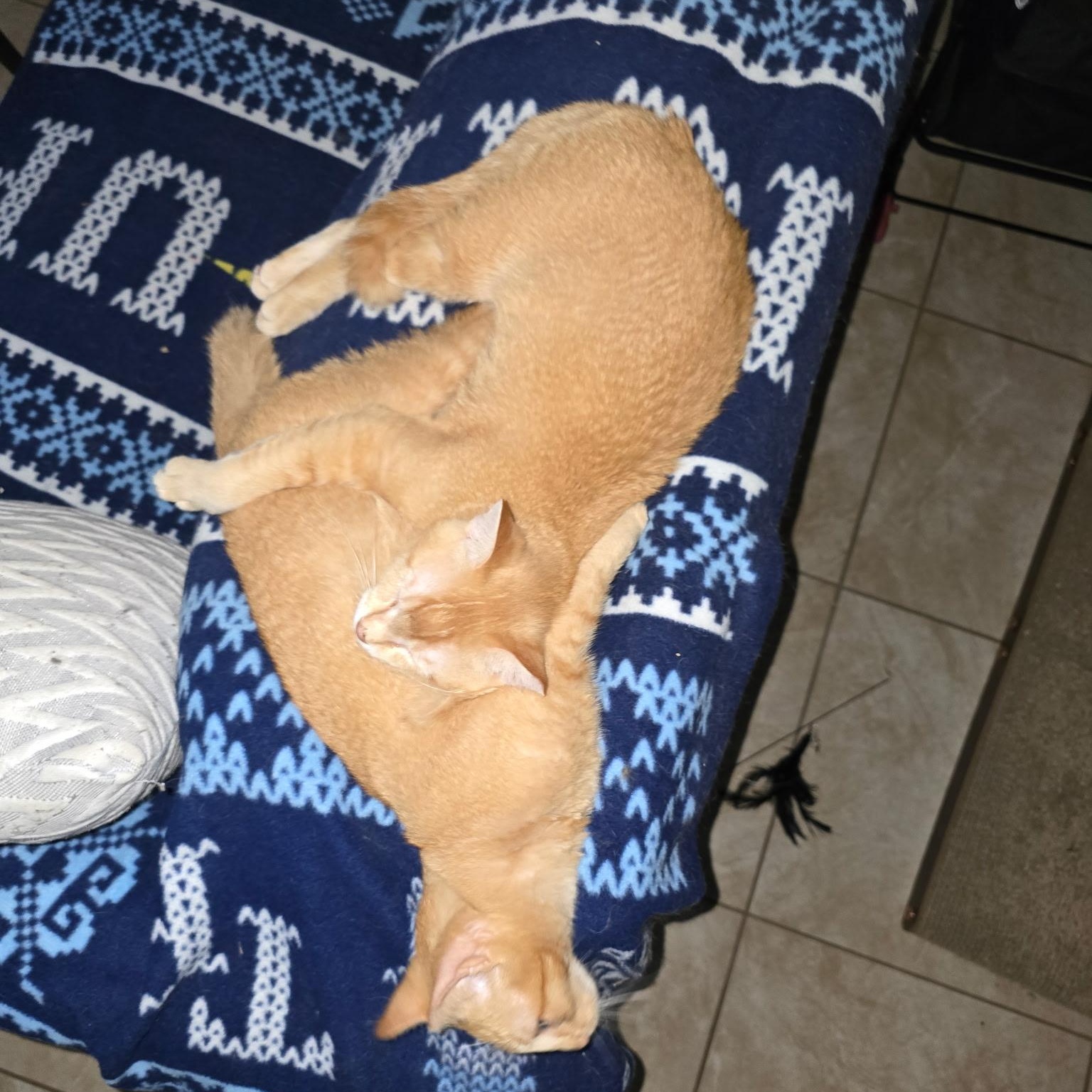 Hobbes & Garfield, Adoptable, Young Male Domestic Short Hair.