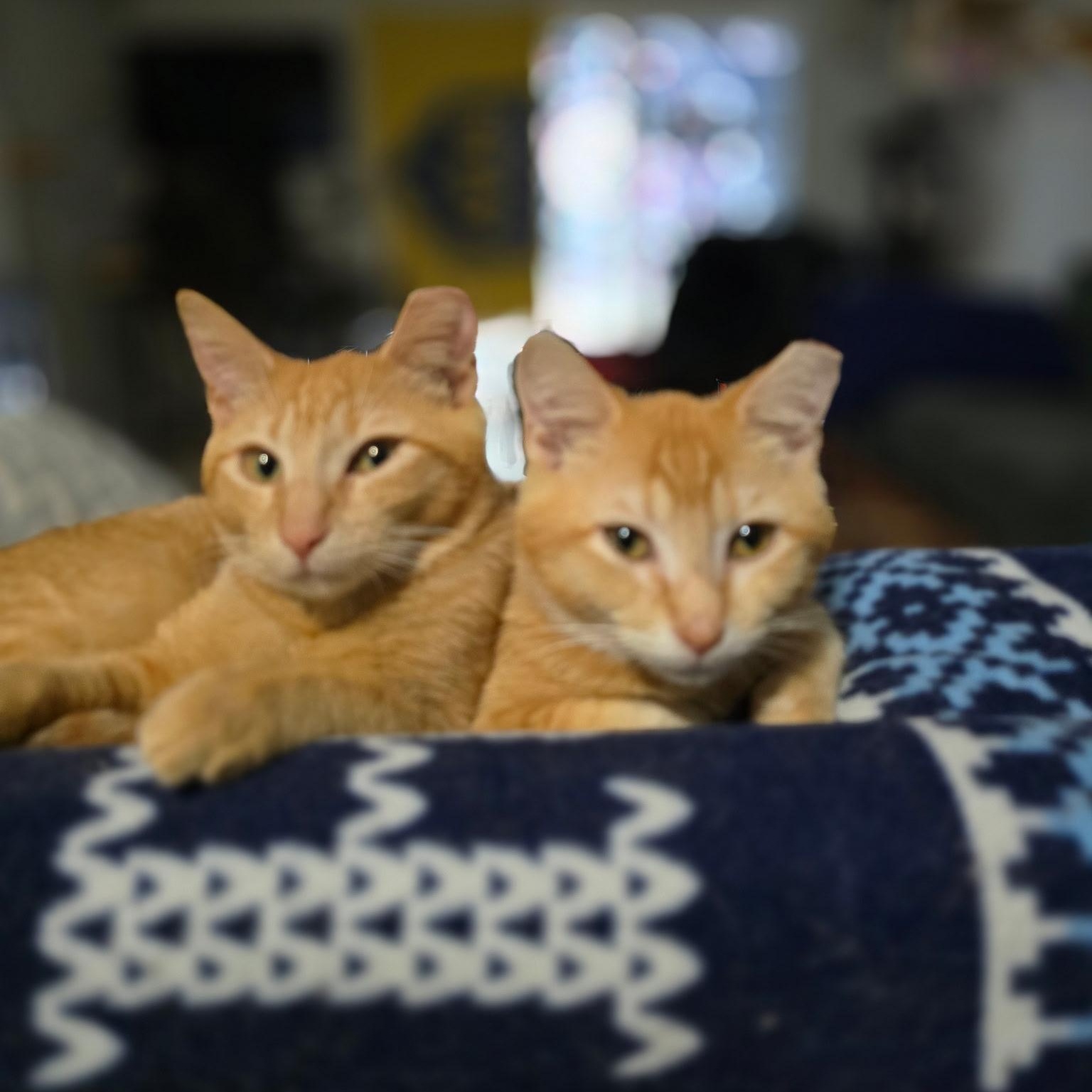 Enlarge Hobbes & Garfield, a Adoptable Domestic Short Hair in Tampa, FL image 2/6