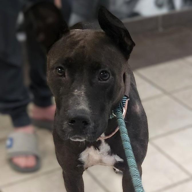 Enlarge Clara 7672, a Adoptable Mixed Breed in Columbus, GA image 1/6