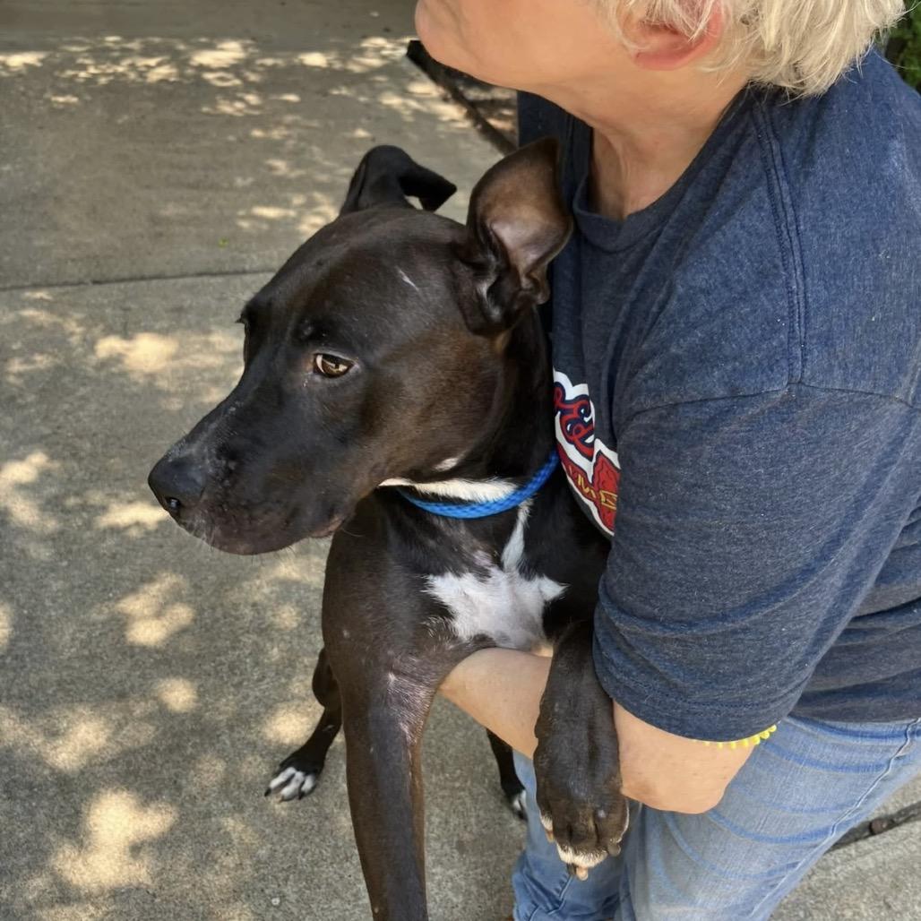 Enlarge Clara 7672, a Adoptable Mixed Breed in Columbus, GA image 2/6