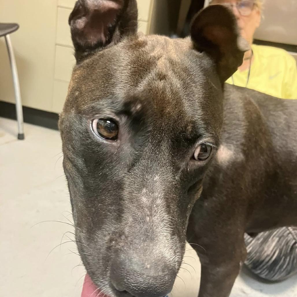 Enlarge Clara 7672, a Adoptable Mixed Breed in Columbus, GA image 3/6