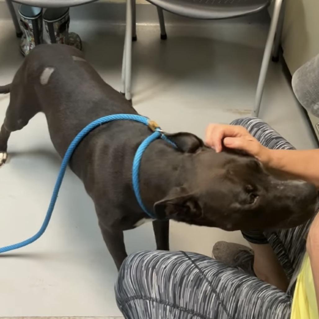 Enlarge Clara 7672, a Adoptable Mixed Breed in Columbus, GA image 4/6