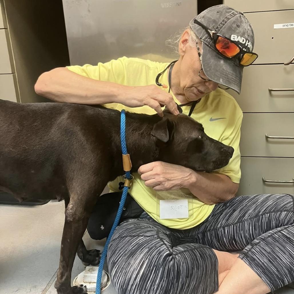 Enlarge Clara 7672, a Adoptable Mixed Breed in Columbus, GA image 5/6