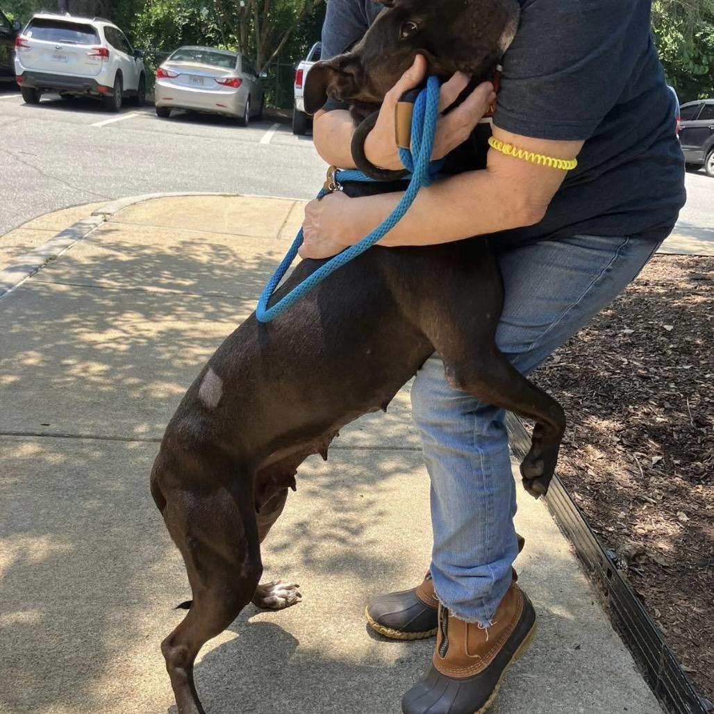 Enlarge Clara 7672, a Adoptable Mixed Breed in Columbus, GA image 6/6