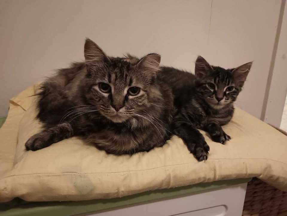 Beatrix & Cricket, ADOPTABLE, Young Female Domestic Medium Hair.