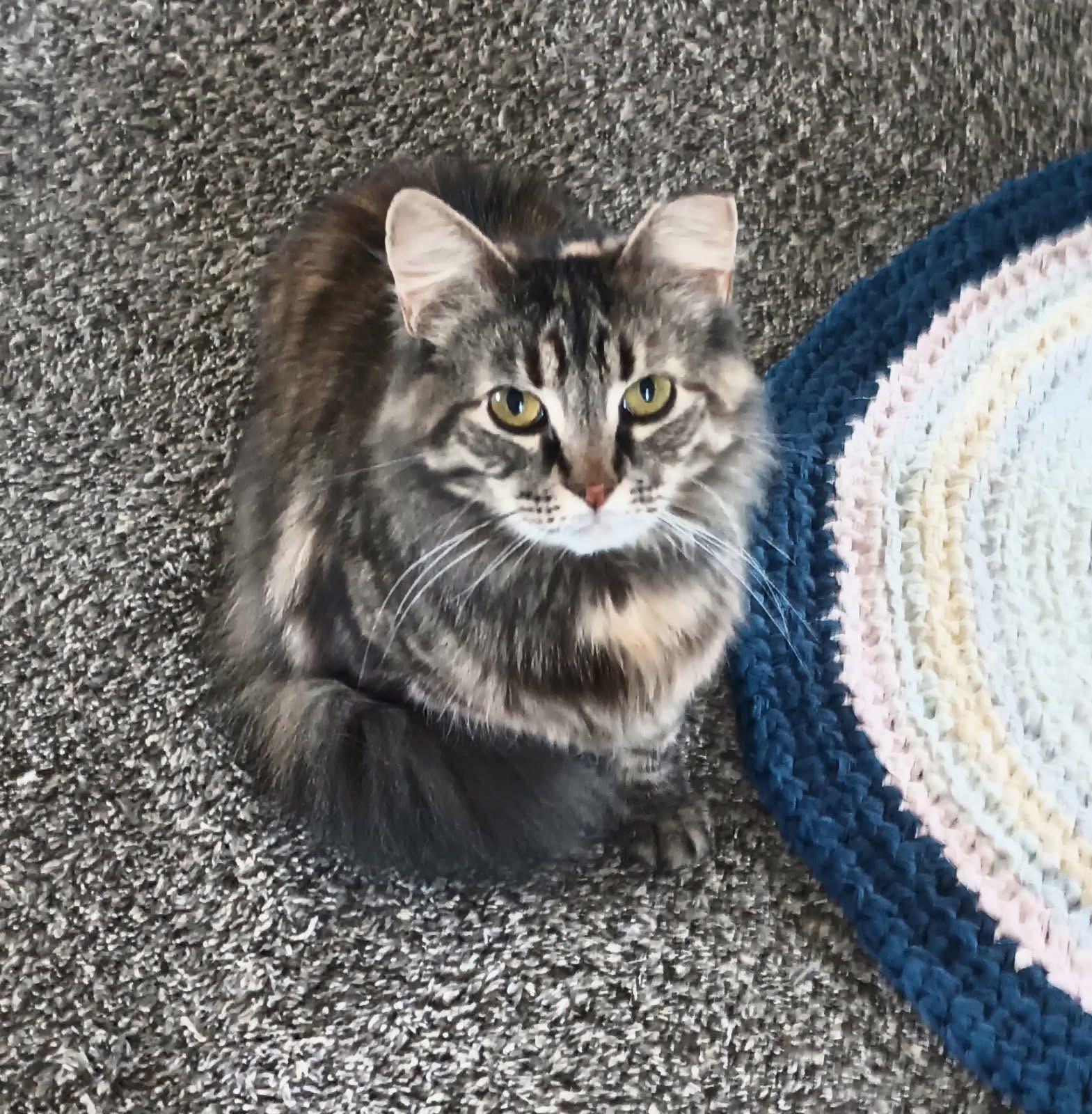 Enlarge Beatrix & Cricket, a ADOPTABLE Domestic Medium Hair in Manhattan, KS image 3/3