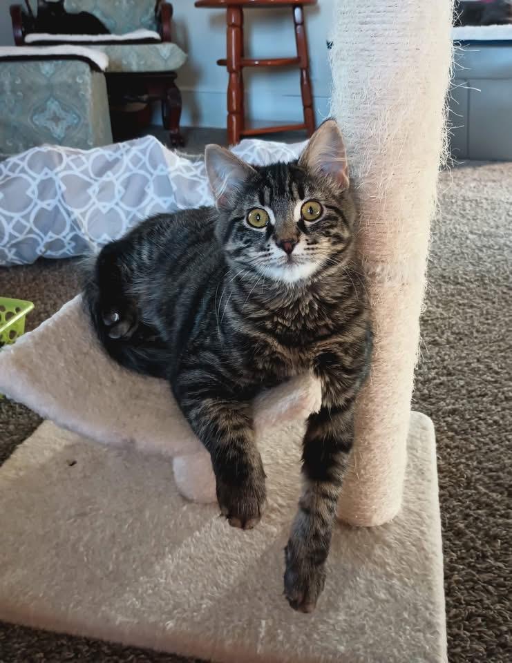 Enlarge Beatrix & Cricket, a ADOPTABLE Domestic Medium Hair in Manhattan, KS image 2/3