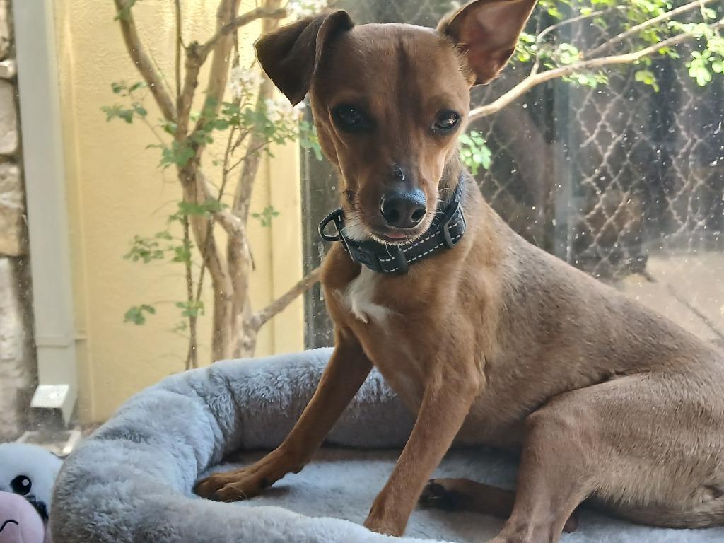 Enlarge Lenny (Bonded W/Squiggy), a Adoptable mixed breed in Fort Worth, TX image 1/3