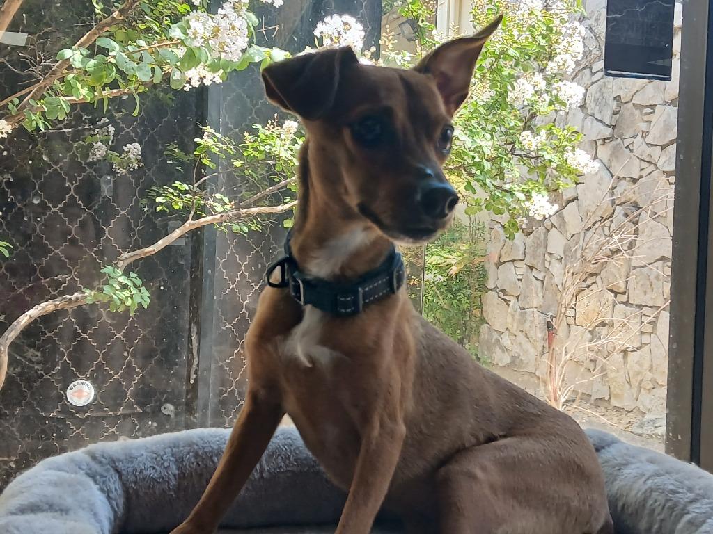Enlarge Lenny (Bonded W/Squiggy), a Adoptable mixed breed in Fort Worth, TX image 2/3