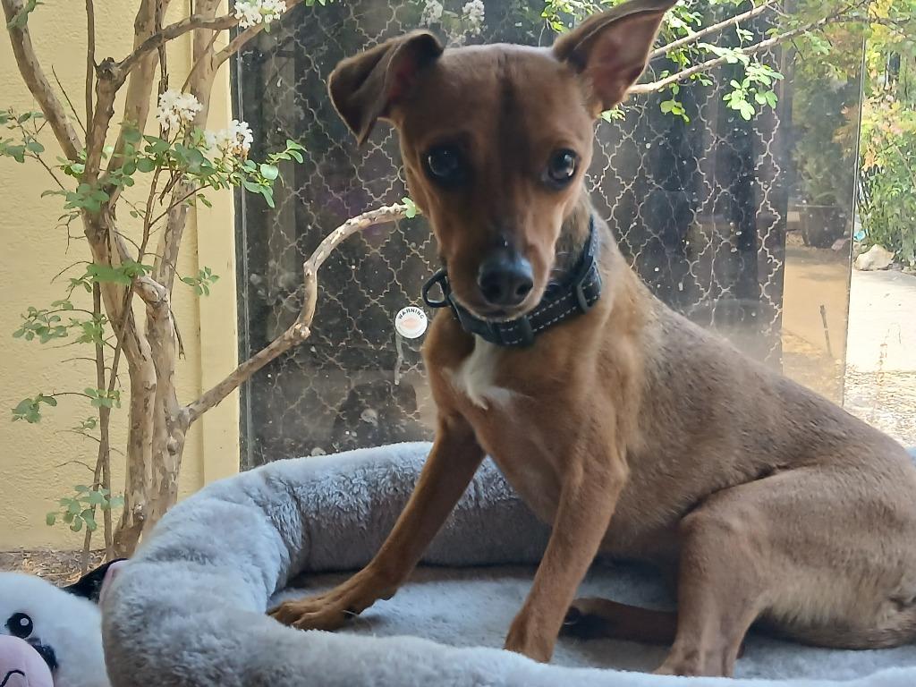 Enlarge Lenny (Bonded W/Squiggy), a Adoptable mixed breed in Fort Worth, TX image 3/3