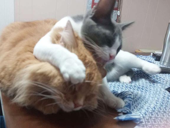 Enlarge RenRen, a Adopted Domestic Short Hair in Longview, TX image 2/5