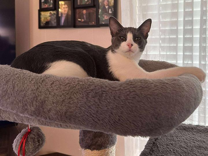 Enlarge RenRen, a Adopted Domestic Short Hair in Longview, TX image 4/5