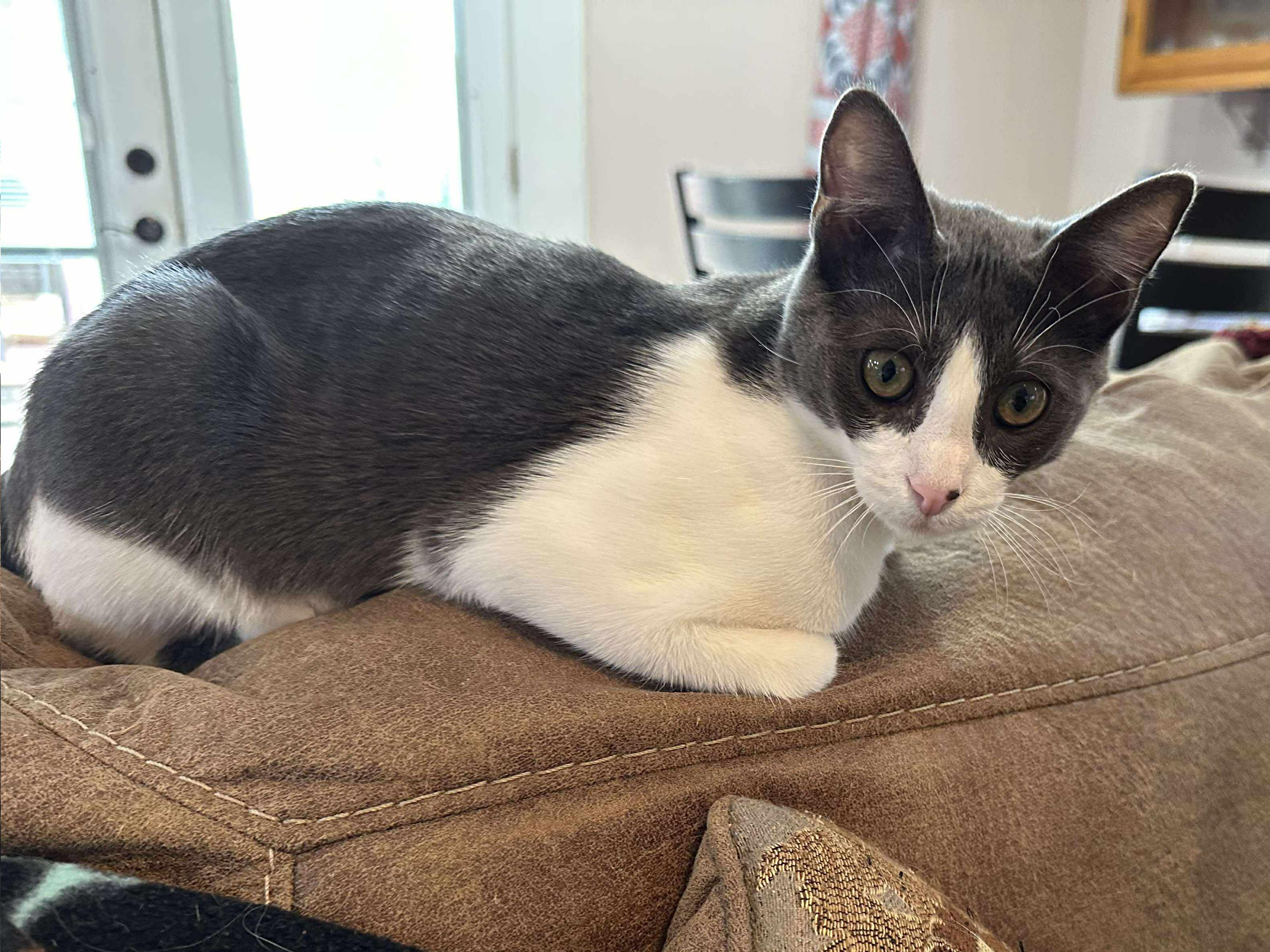 Enlarge RenRen, a Adopted Domestic Short Hair in Longview, TX image 5/5