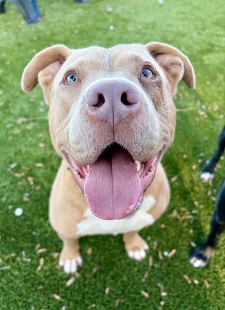 Enlarge BUBBA, a Adoptable Pit Bull Terrier in Statesville, NC image 1/1