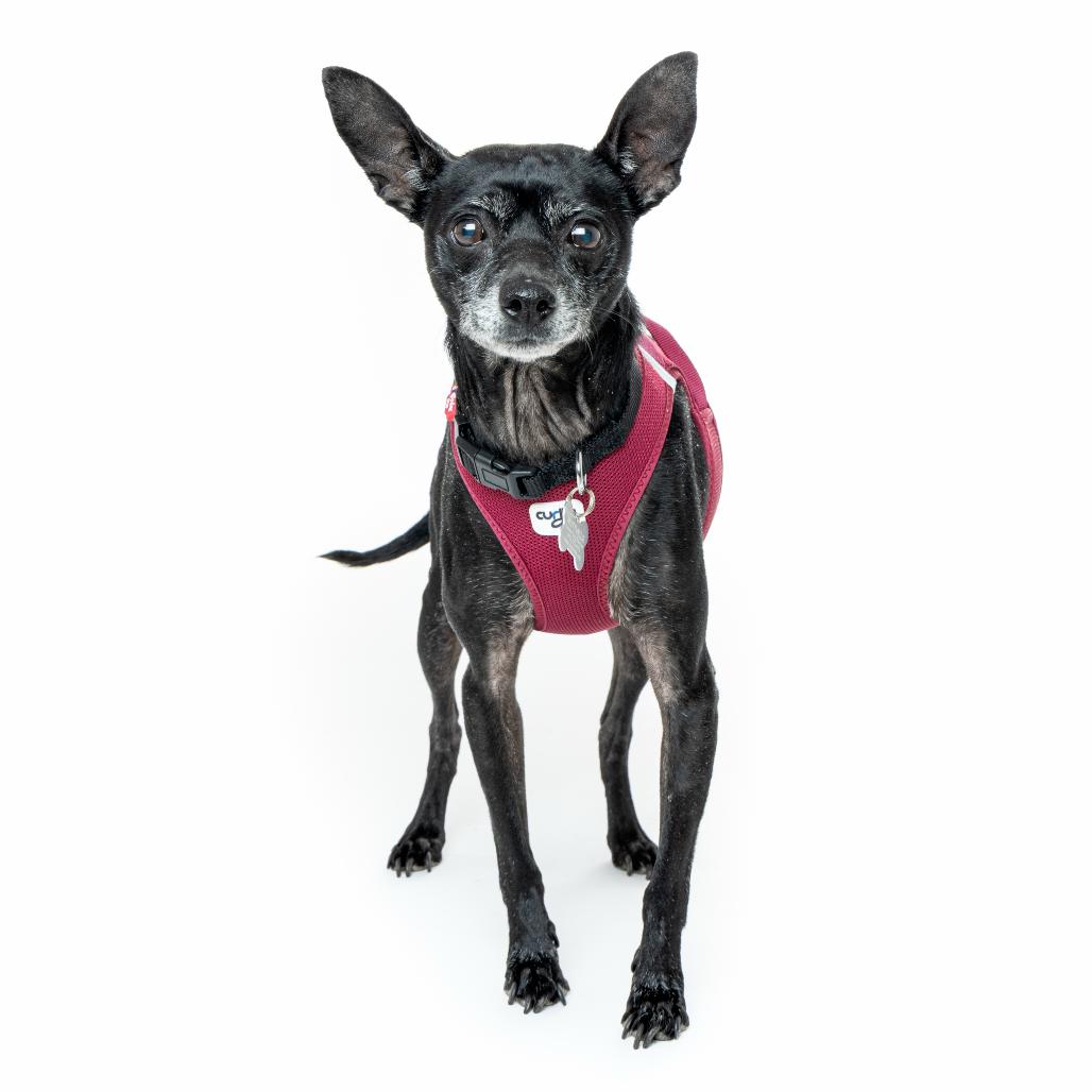 Enlarge Harrisburg 13682, a Adoptable Chihuahua in San Francisco, CA image 1/6
