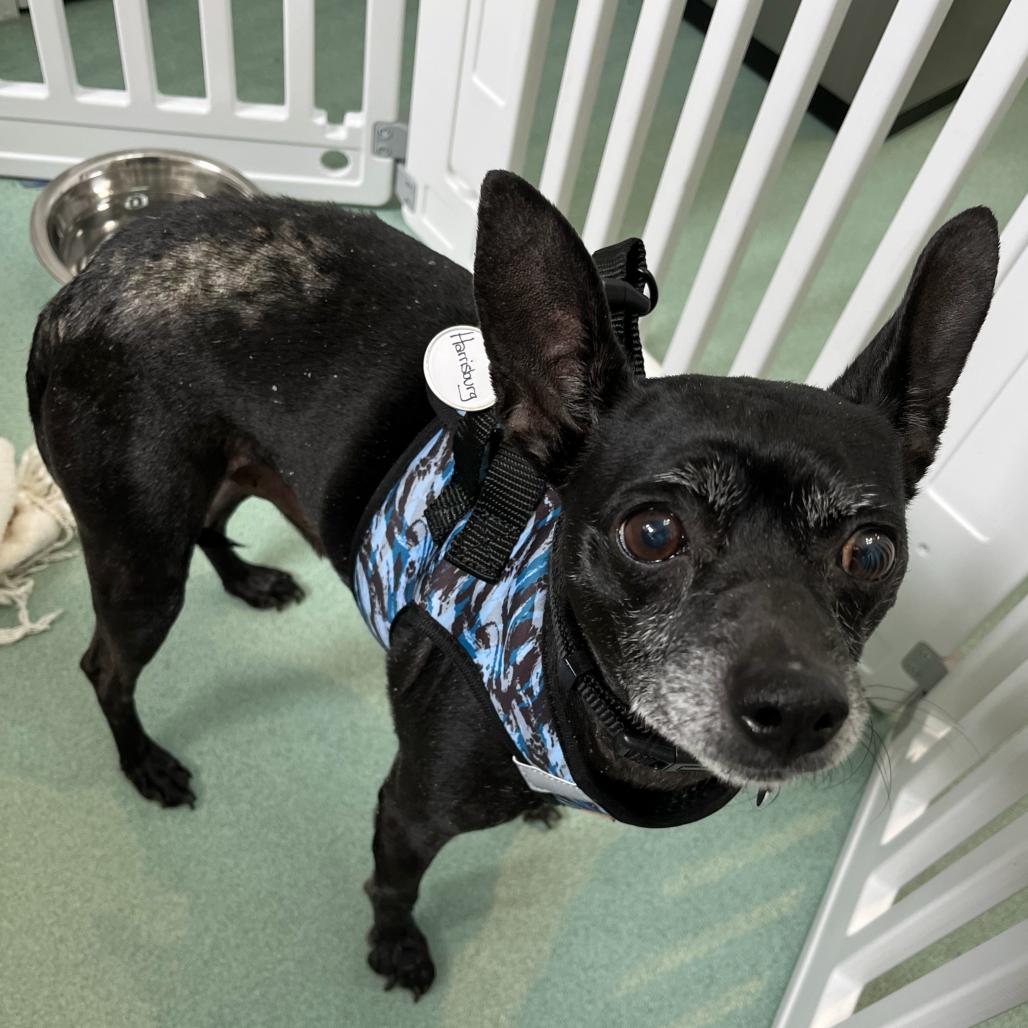 Enlarge Harrisburg 13682, a Adoptable Chihuahua in San Francisco, CA image 2/6