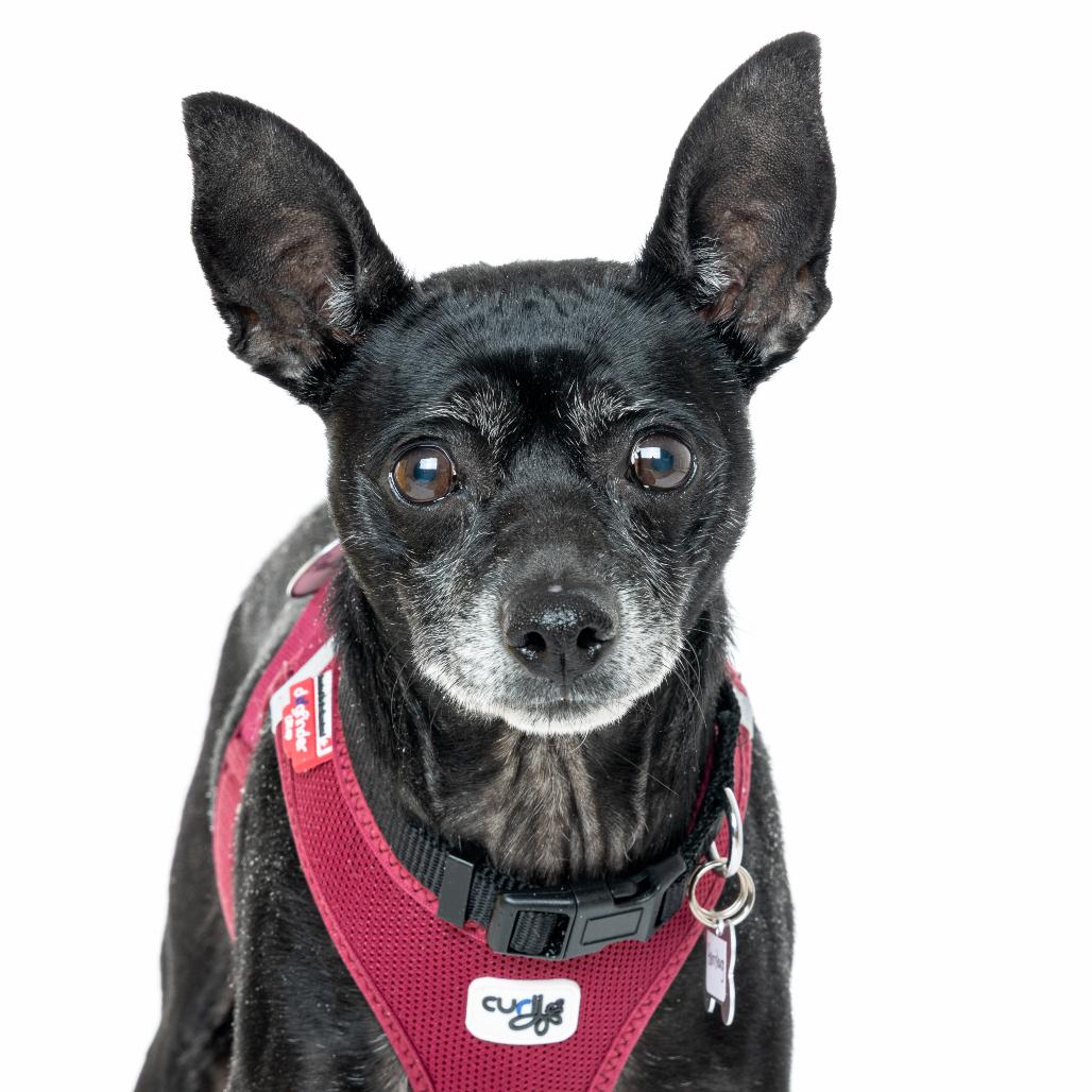 Enlarge Harrisburg 13682, a Adoptable Chihuahua in San Francisco, CA image 3/6