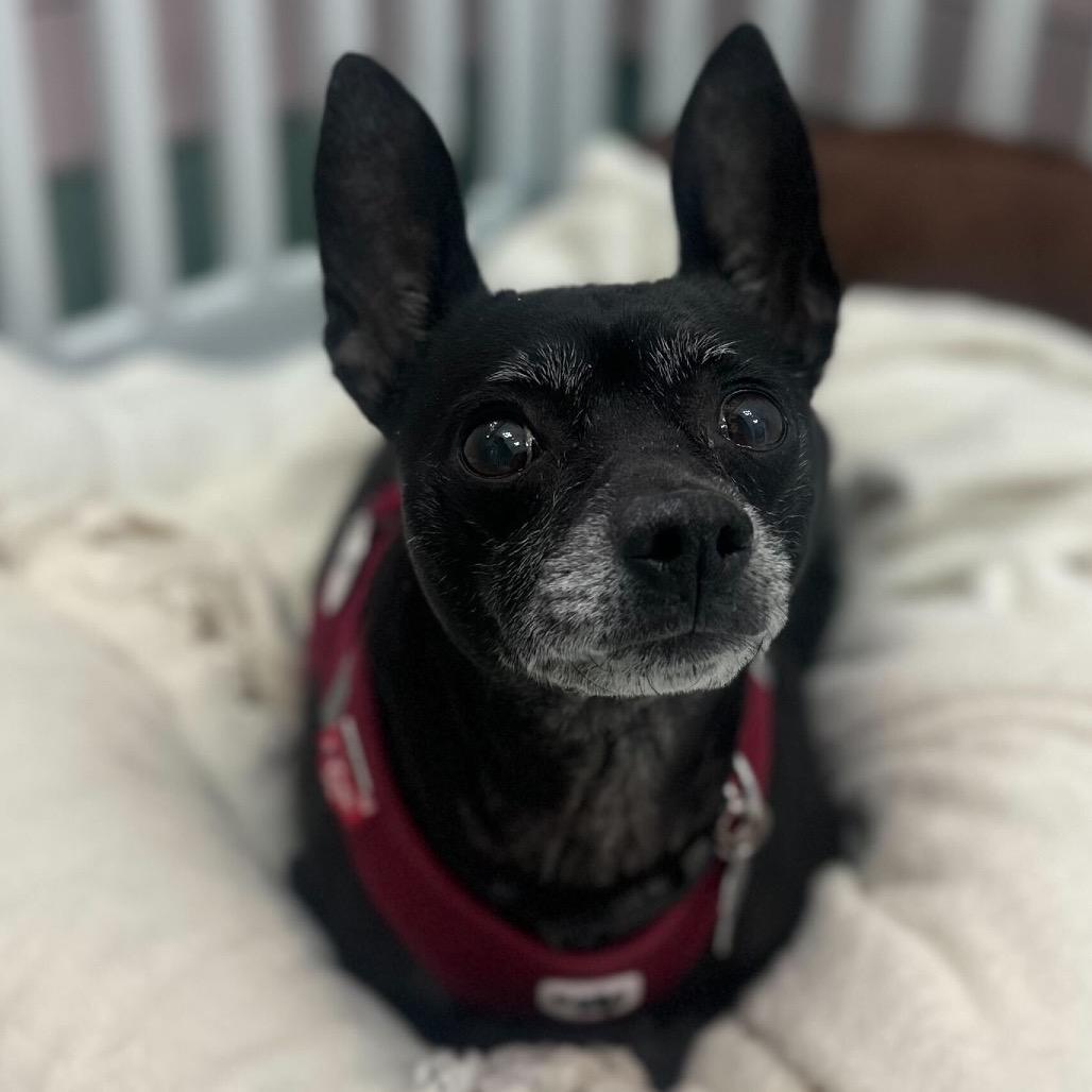 Enlarge Harrisburg 13682, a Adoptable Chihuahua in San Francisco, CA image 4/6