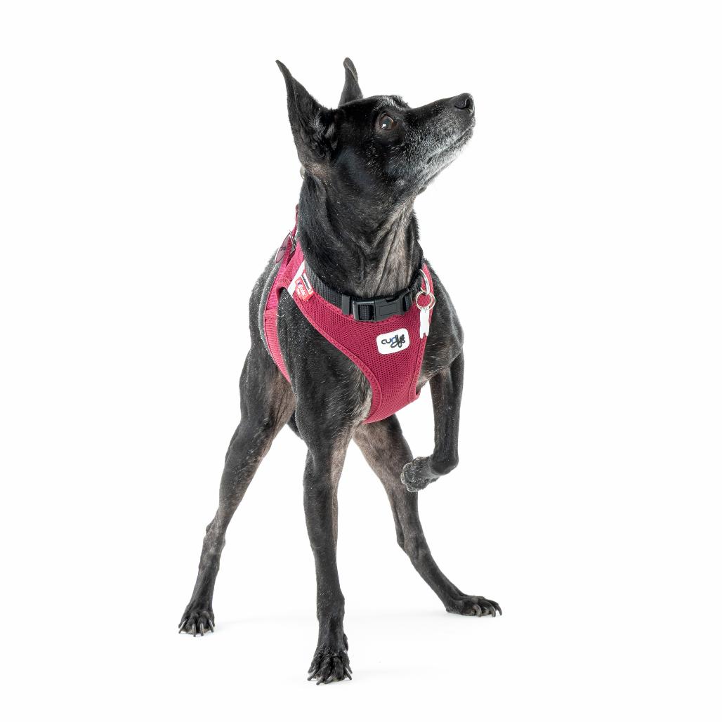 Enlarge Harrisburg 13682, a Adoptable Chihuahua in San Francisco, CA image 5/6