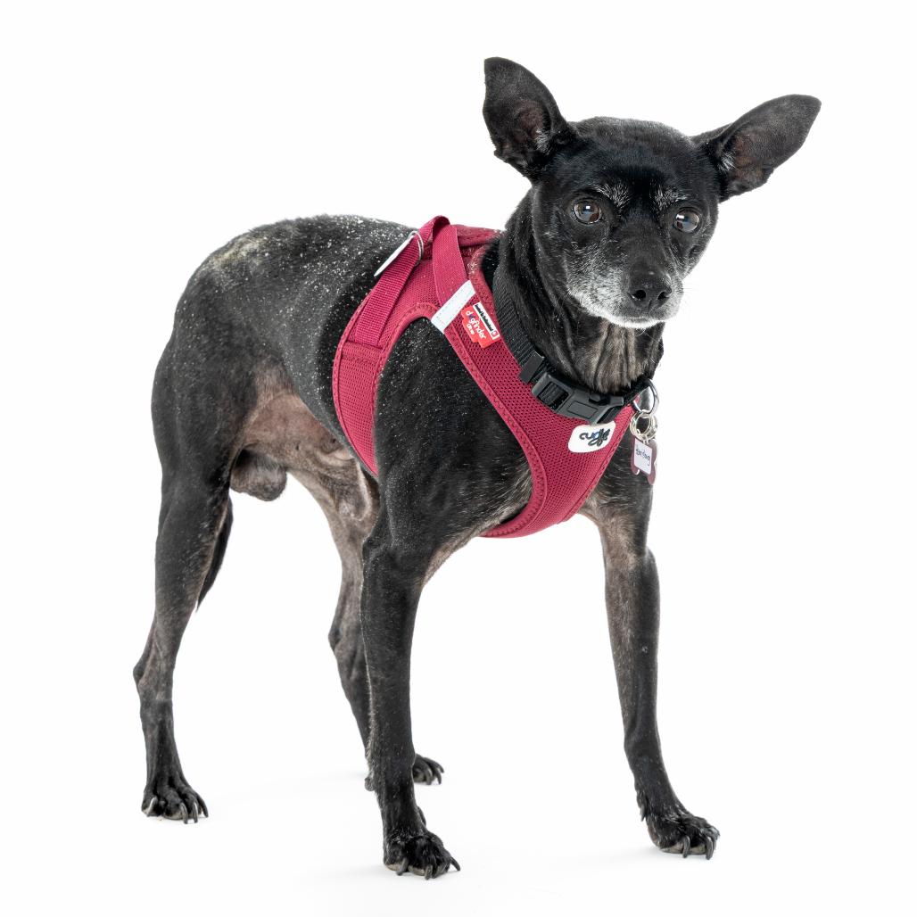 Enlarge Harrisburg 13682, a Adoptable Chihuahua in San Francisco, CA image 6/6