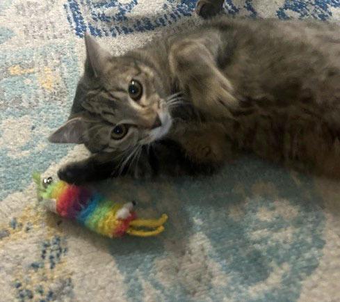 Edgar25, Adoptable, Young Male Domestic Short Hair.