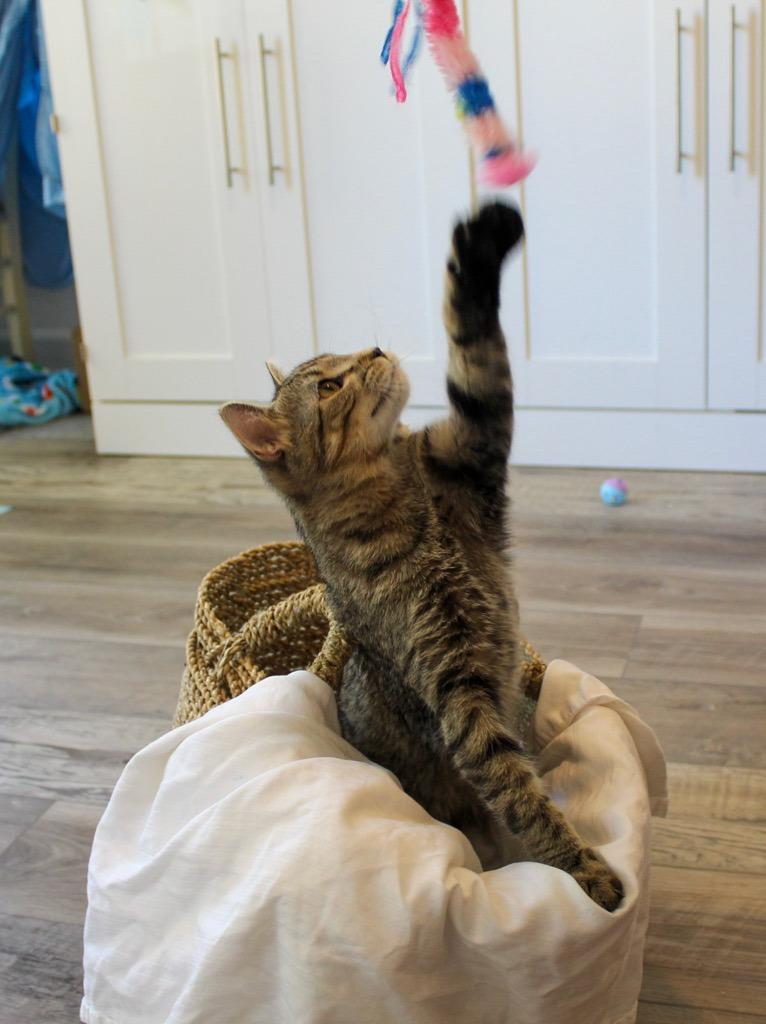 Edgar25, Adoptable, Young Male Domestic Short Hair.