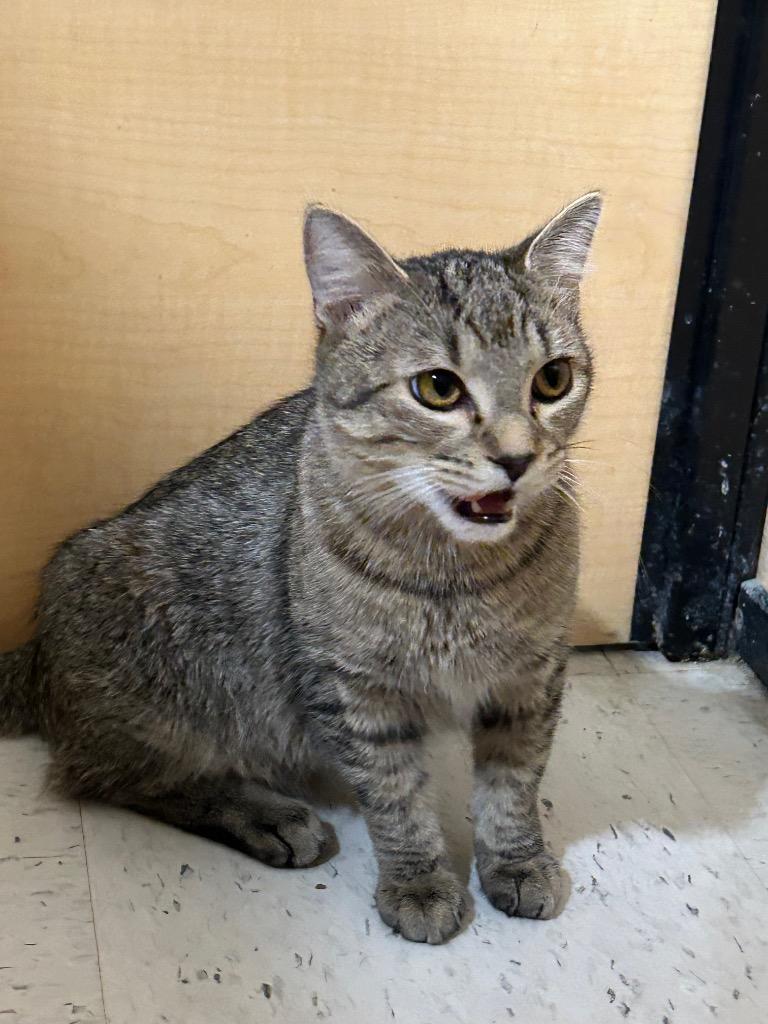 Enlarge Edgar25, a Adoptable mixed breed in Youngsville, NC image 2/2